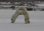 Polar bears fighting