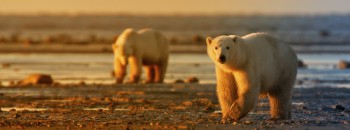 Polar bears - Heartland International Travel and Tours - Hermetic Code Tour - Winnipeg - Manitoba