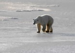 Polar bear walking