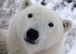 Polar Bear Close Up - B Chapman 11/05/16